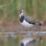 Lapwing reflexion