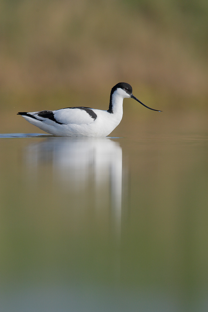 Avocets