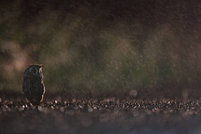 Wet owl