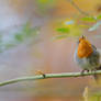 robin des buissons