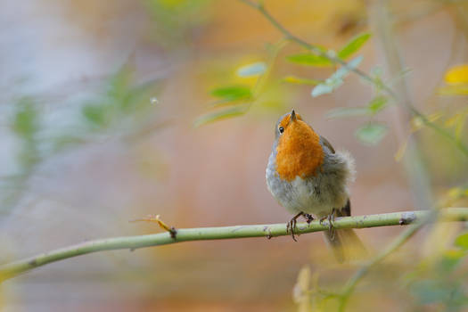 robin des buissons