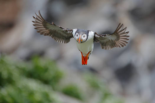 Did you see the puffins ???