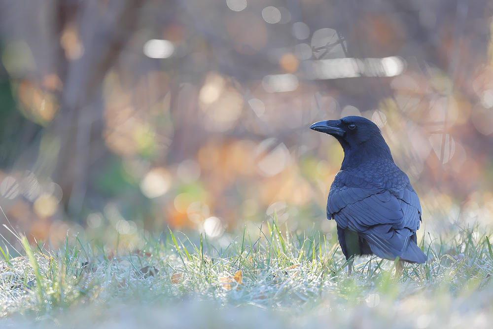 Ravenworld by phalalcrocorax on DeviantArt
