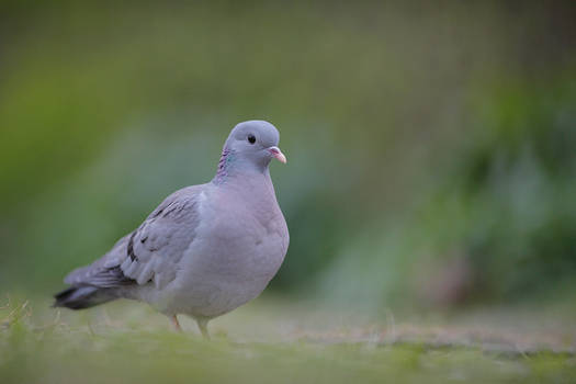 To fill DA with lots of cool pigeons !