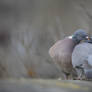 Did I say wood pigeon ? :D