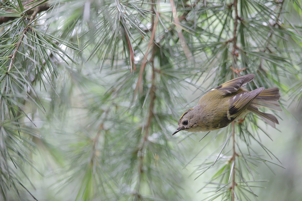 Little birdies are awesome !