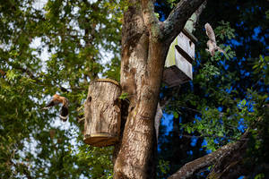 You are the guest of my own tree