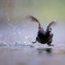 the water walker