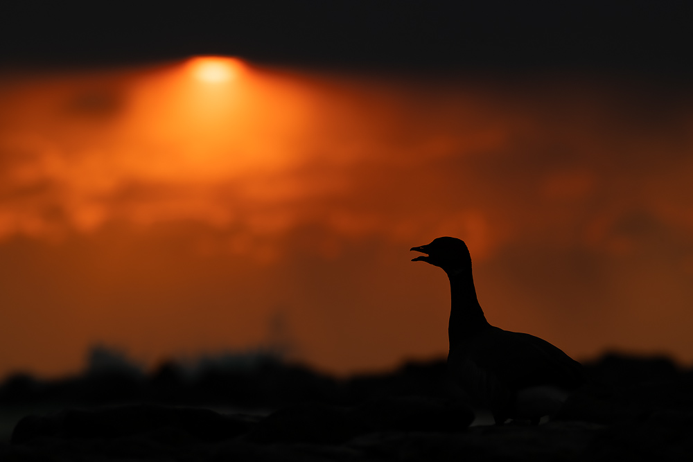 Inverted Color Sunset Inverted sunset by phalalcrocorax on DeviantArt