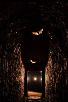 The bat-tunnel