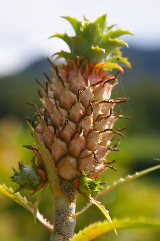 Ananas