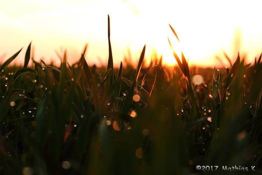 Morning Grass