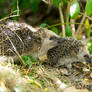 Hedgehog Mom and Junior