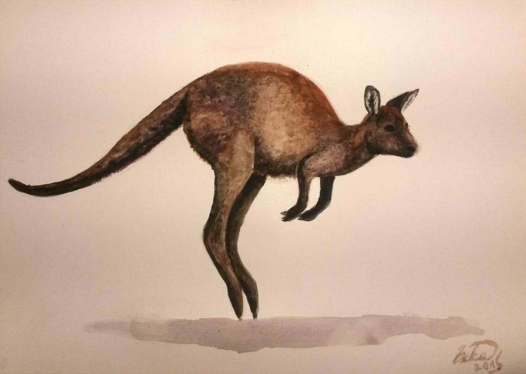 Kangaroo by Kiitsu9 on DeviantArt