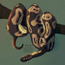 Ball python practice artwork! I love snakes!