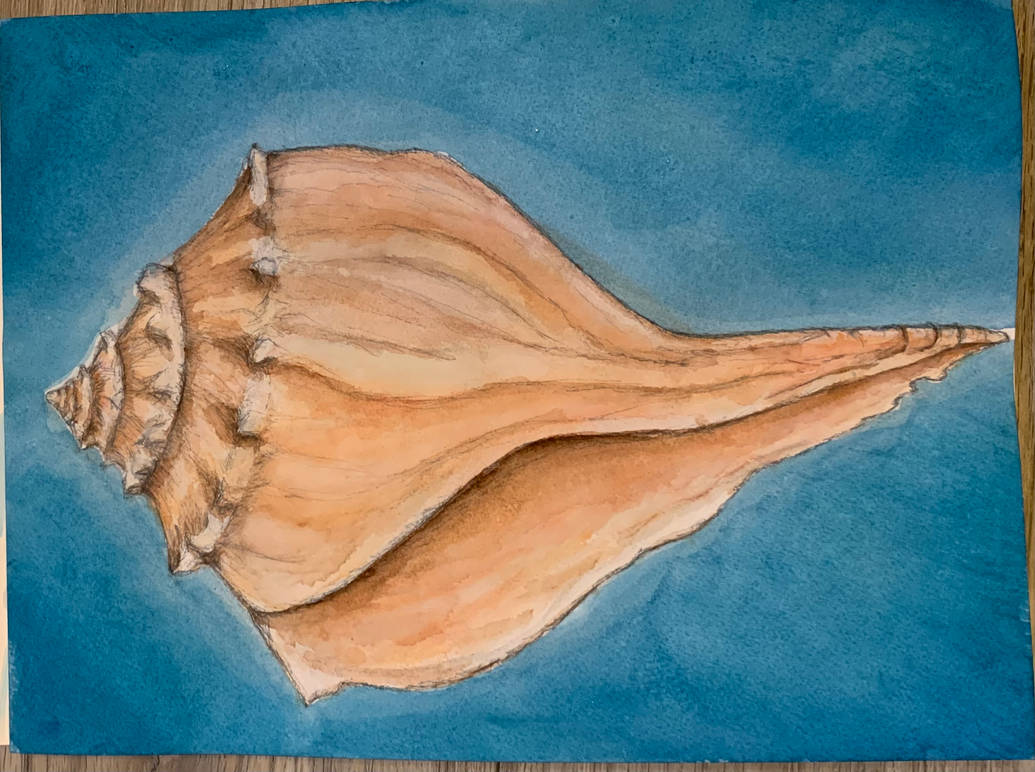 The Conch by SkapandiKona on DeviantArt