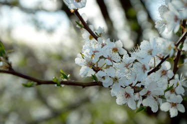 Cherry Blossom