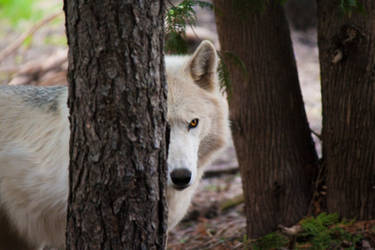 The Forest Hunter