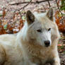 Arctic Wolf