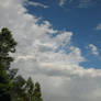 Clouds and Trees