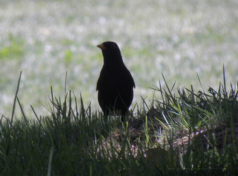 Common Blackbird I