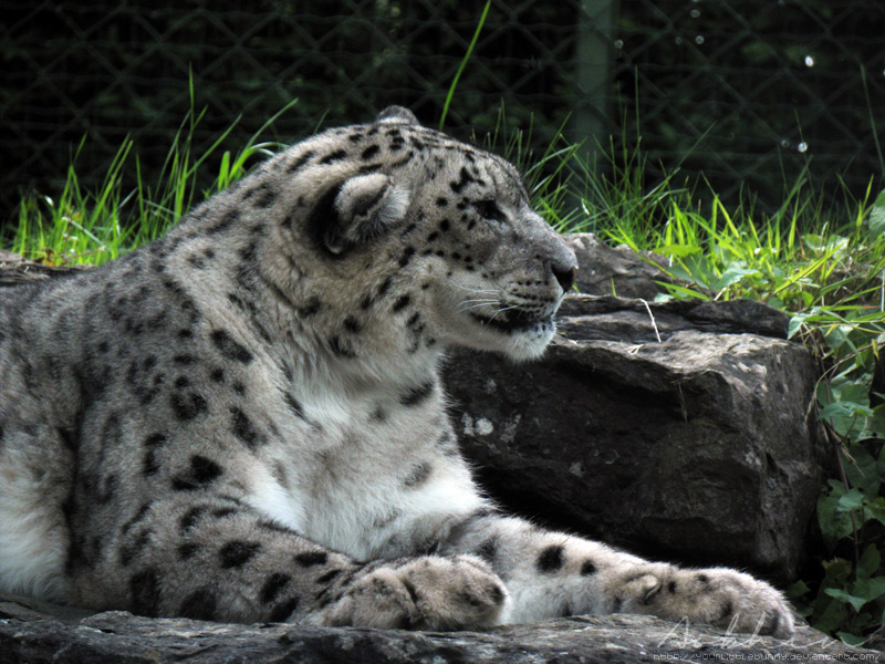 Snow leopard