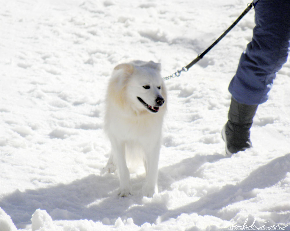 Dog on the snow I