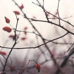 Fiece by a14onymus