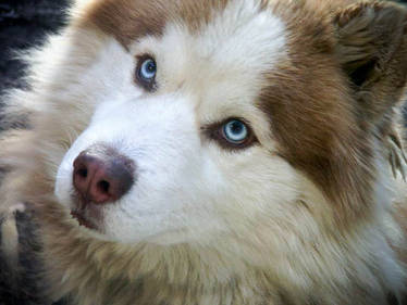 Siberian Husky