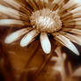 Sepia Flower II