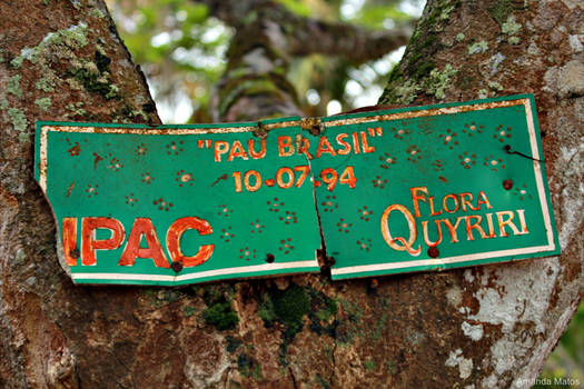 Pau Brasil