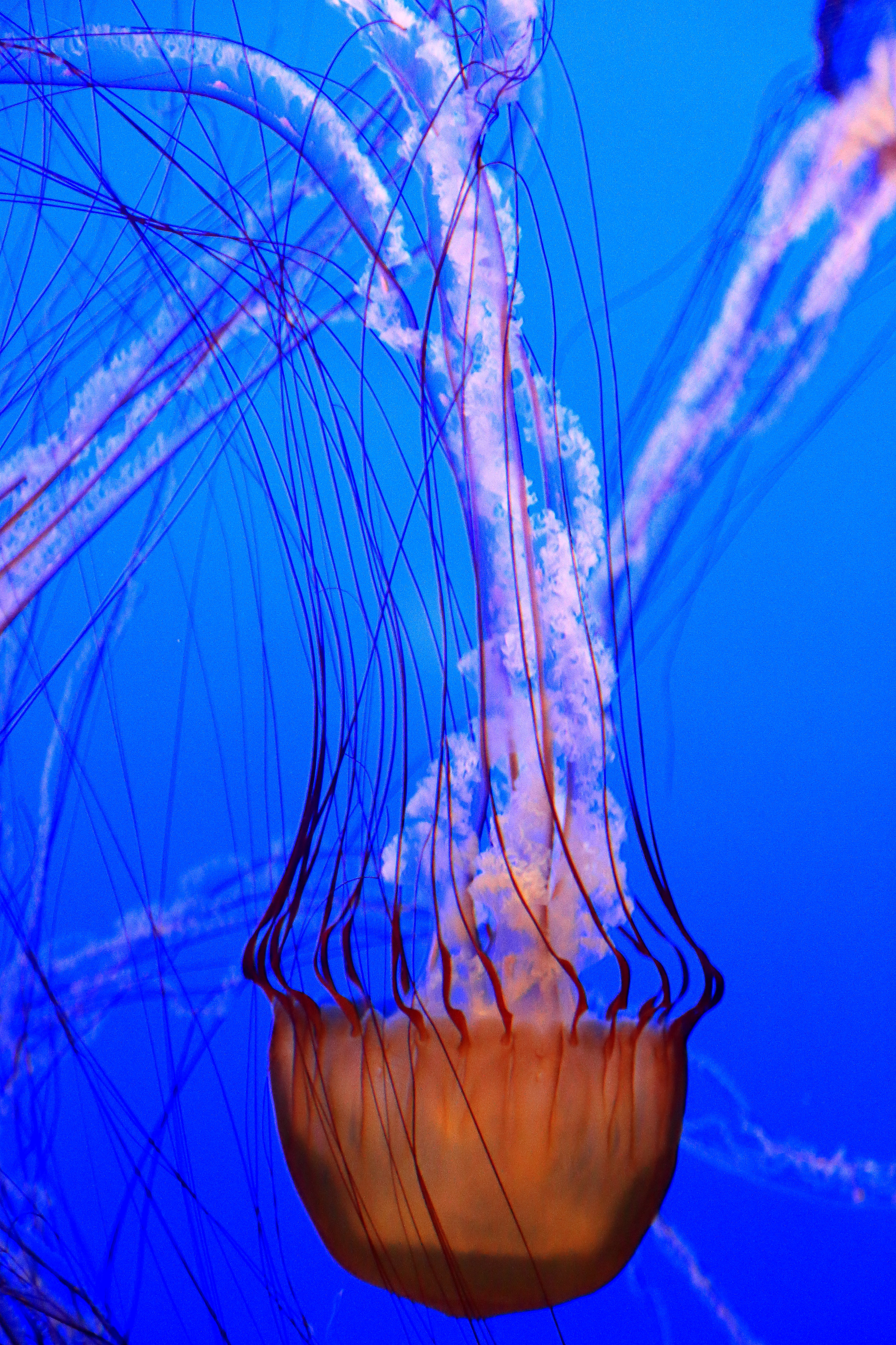 Jellyfish 01