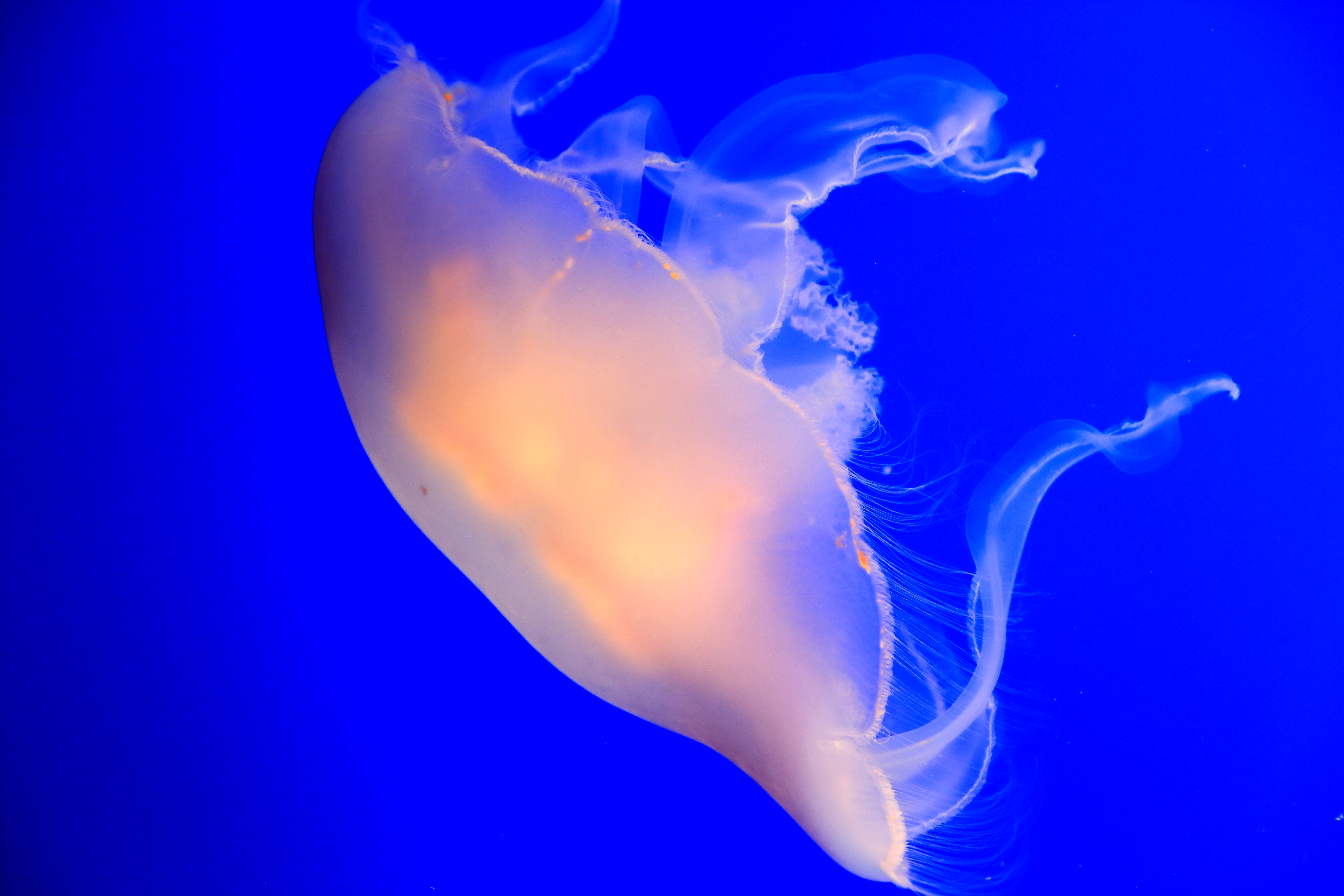 Jellyfish 05