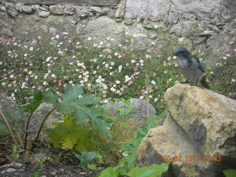 Western Scrub Jay