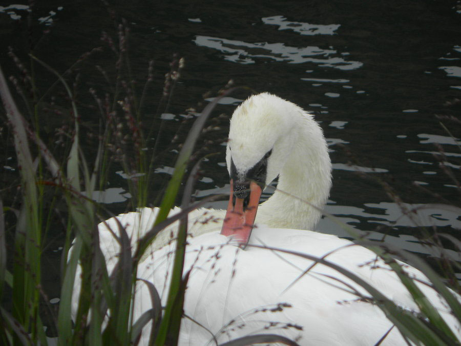 Swan