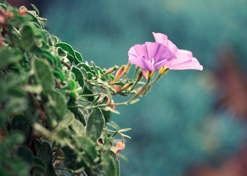 Reaching for some Sun