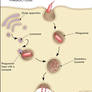 Phagocytosis and Exocytosis