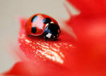 Ladybug by marcocruzafonso