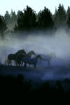 Wild Horses by marcocruzafonso