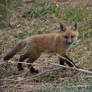 Fox Kit