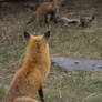 Vixen Watching Kits