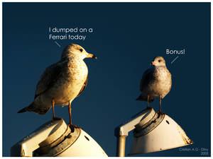 Seagull Talk