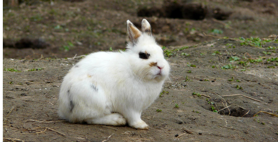 the small rabbit by Baqulishek on DeviantArt