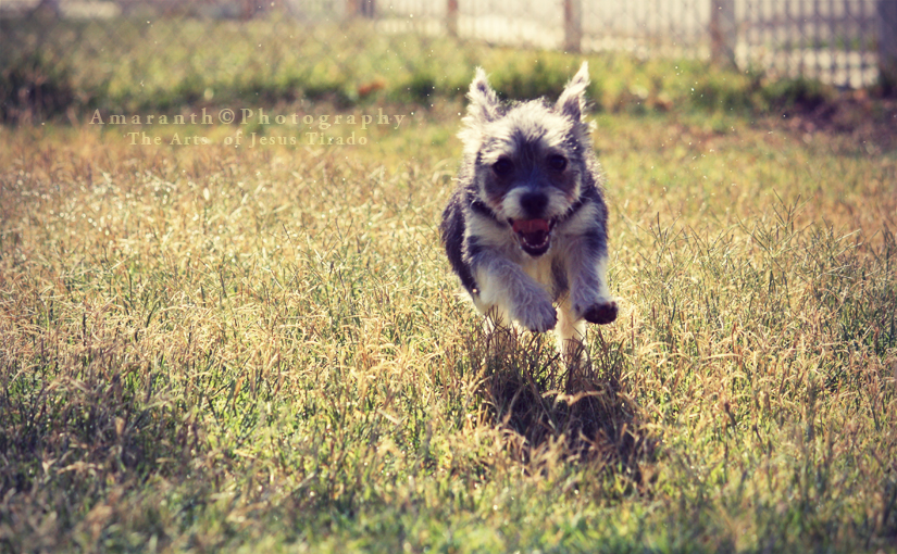 D o g B U N N Y by DusterAmaranth