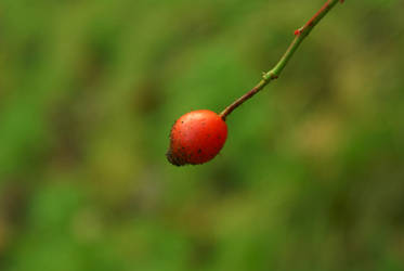 Red Berry