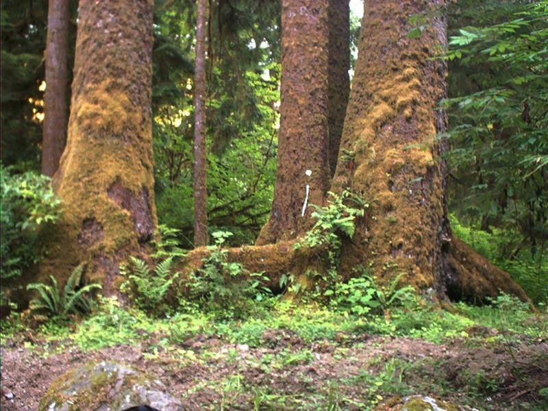 Big Trees in Forks, WA by RC-ForksWA