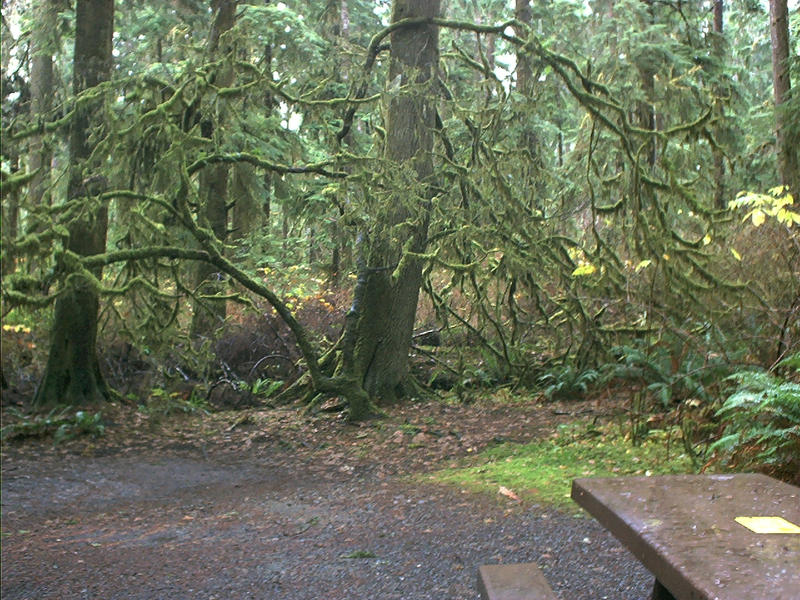 Mossy Vine Maple, ForksWA by RC-ForksWA