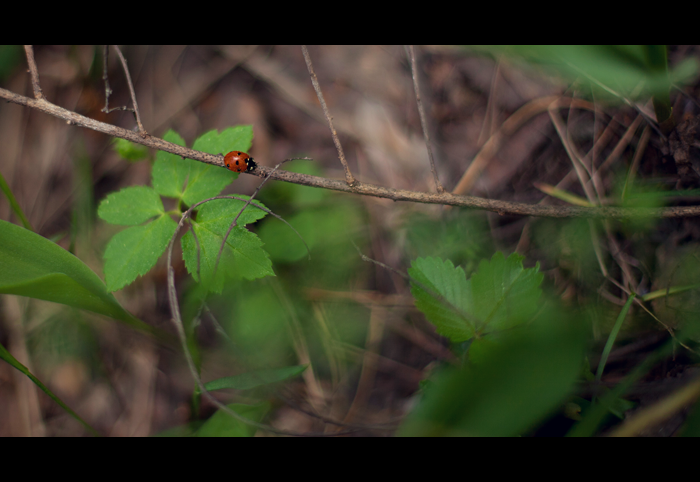 In the forest