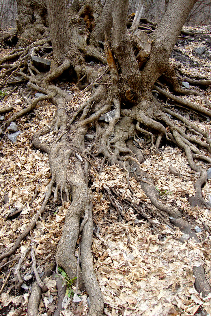 taking roots by S3TR0 on DeviantArt