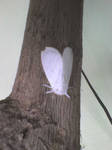 mariposa branca